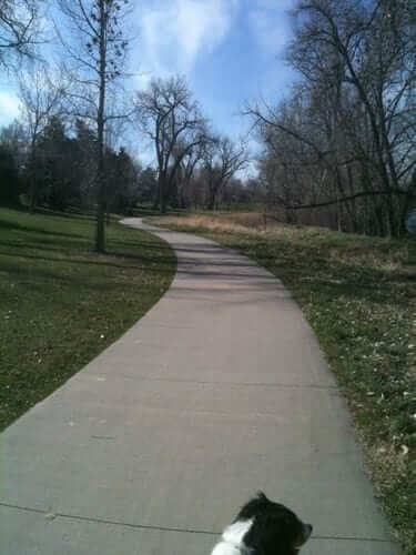 paved trail leading away from he camera. trees have very little leaves. a black and white dog's head is seen at the bottom of the photo