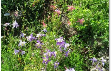 Breckenridge Alpine Garden