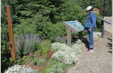Breckenridge Alpine Garden