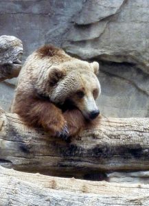 brown bear resting its head on its paws on a log