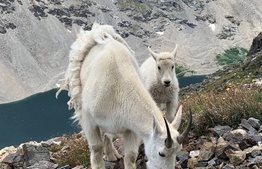 Quandary Peak