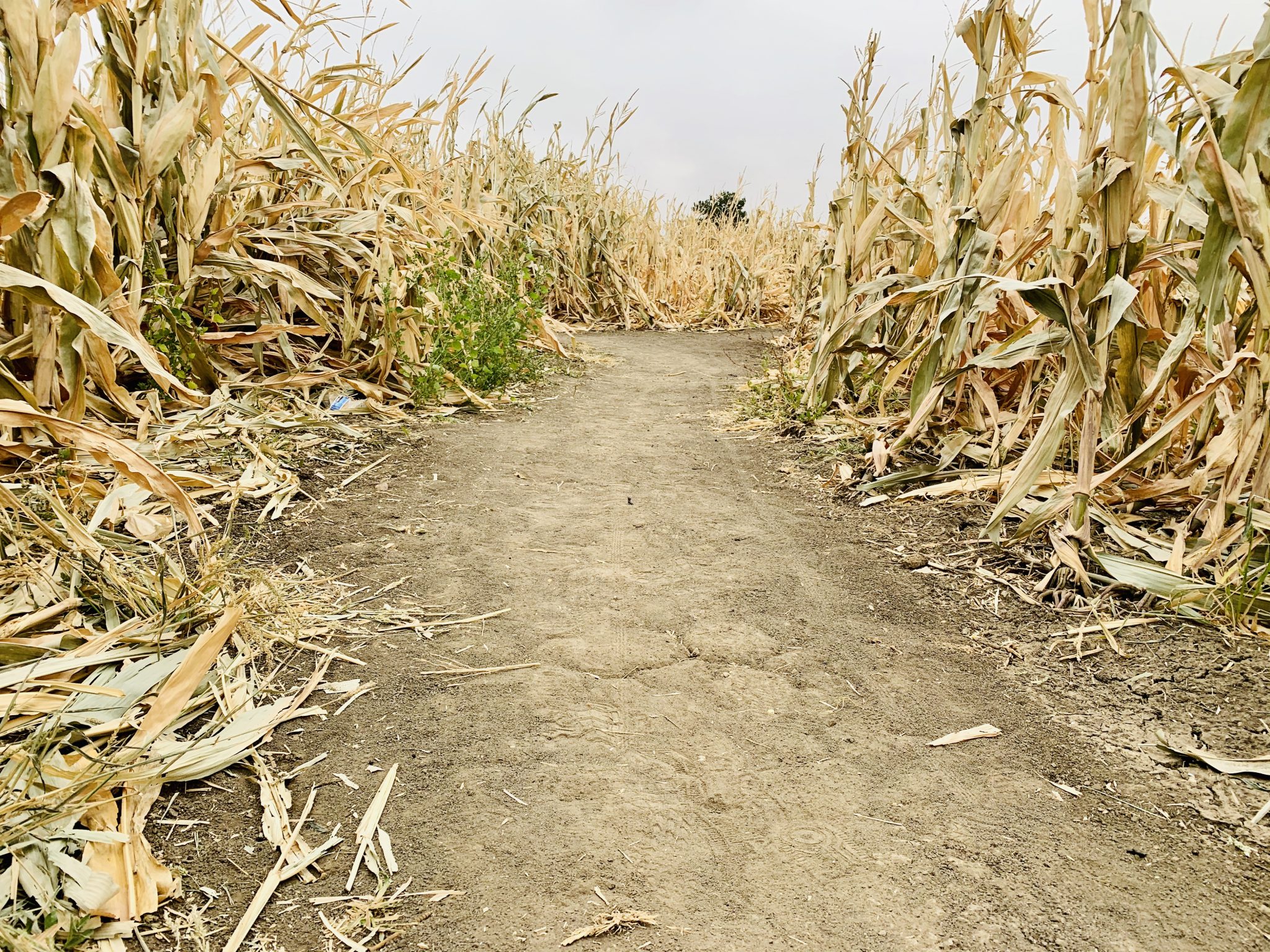 corn maze route with hard dirt path