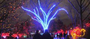 tall tree outline decorated with blue lights, people walking underneath and other trees decorated with red lights