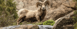 a Bighorn Sheep on the side of a mountain