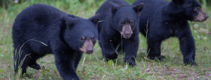 3 black bear cubs