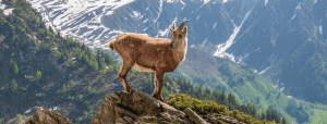 mountain goat on a rock with a mountain in the background