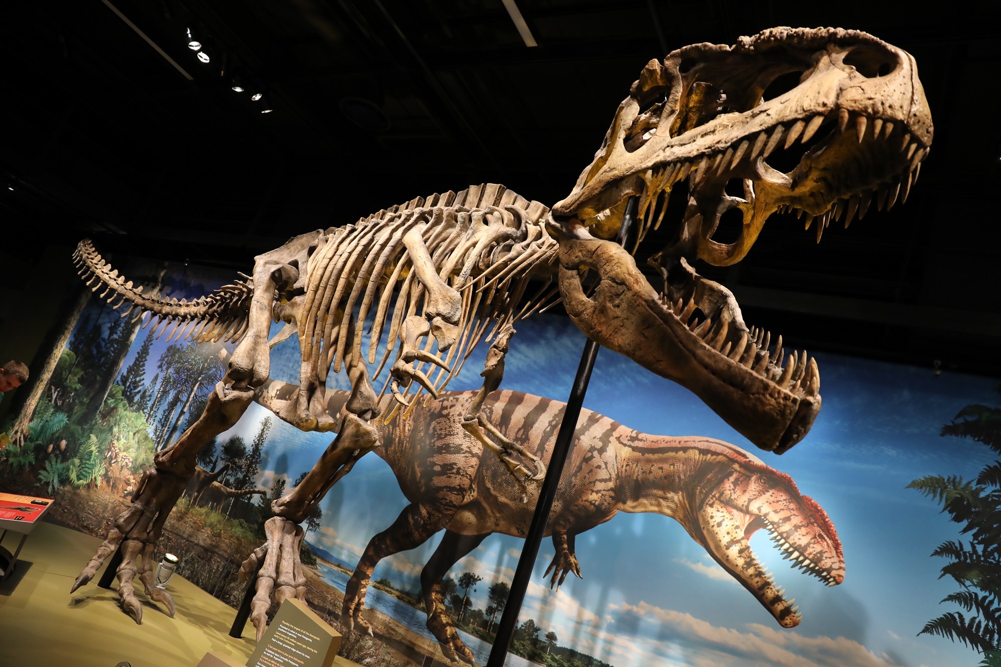 2 carnivorous dinosaur fossils